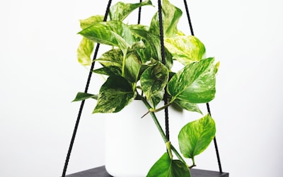 克罗地亚队莫德里奇在比赛中控球组织进攻